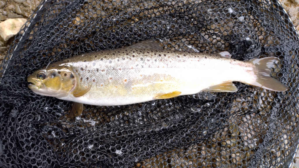 Photo of last cast trout